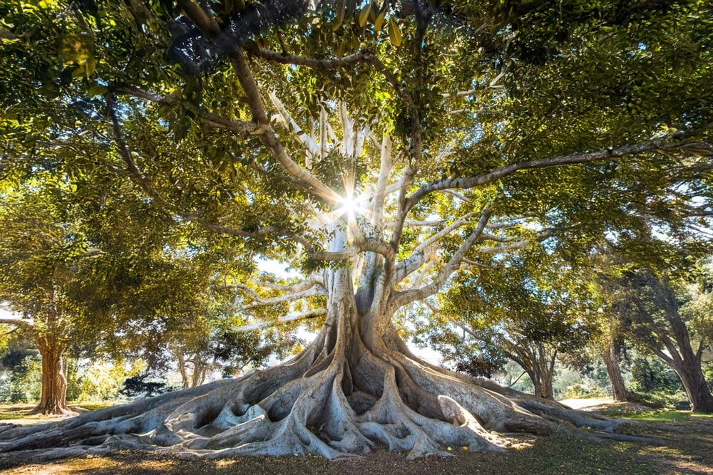 tree with intertwined roots